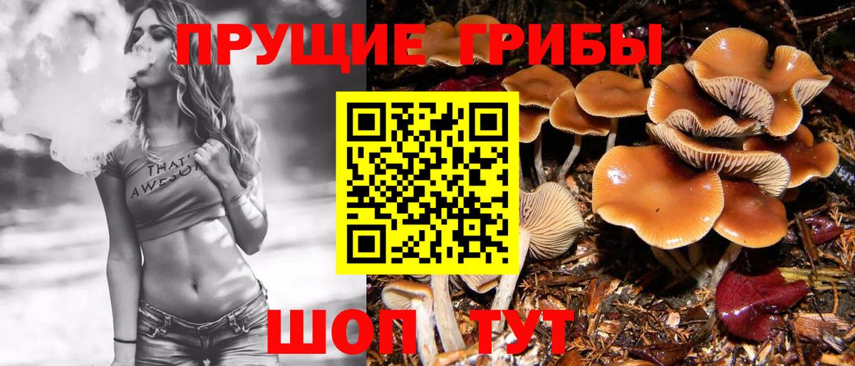 Псилоцибиновые грибы Cubensis Знаменск